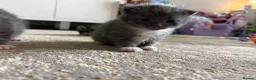 Mixed Breed cats for sale: Half Ragdoll Kittens  in Northampton - Advert 8