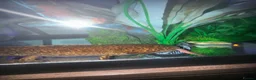 Axolotl reptiles for sale: Full Axolotl set up plus Fluval Tank - Advert 8