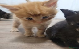 Domestic Shorthair cats for sale: Beautiful kittens available  - Image 9