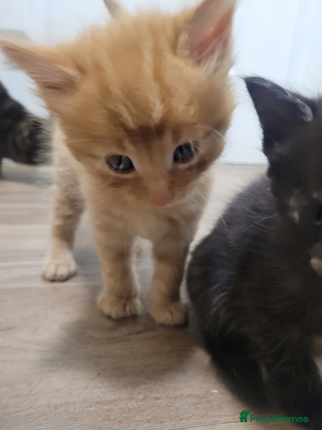 Domestic Shorthair cats for sale: Beautiful kittens available  - Image 9