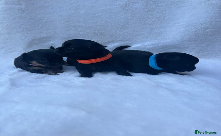 Mixed Breed dogs - Advert 3