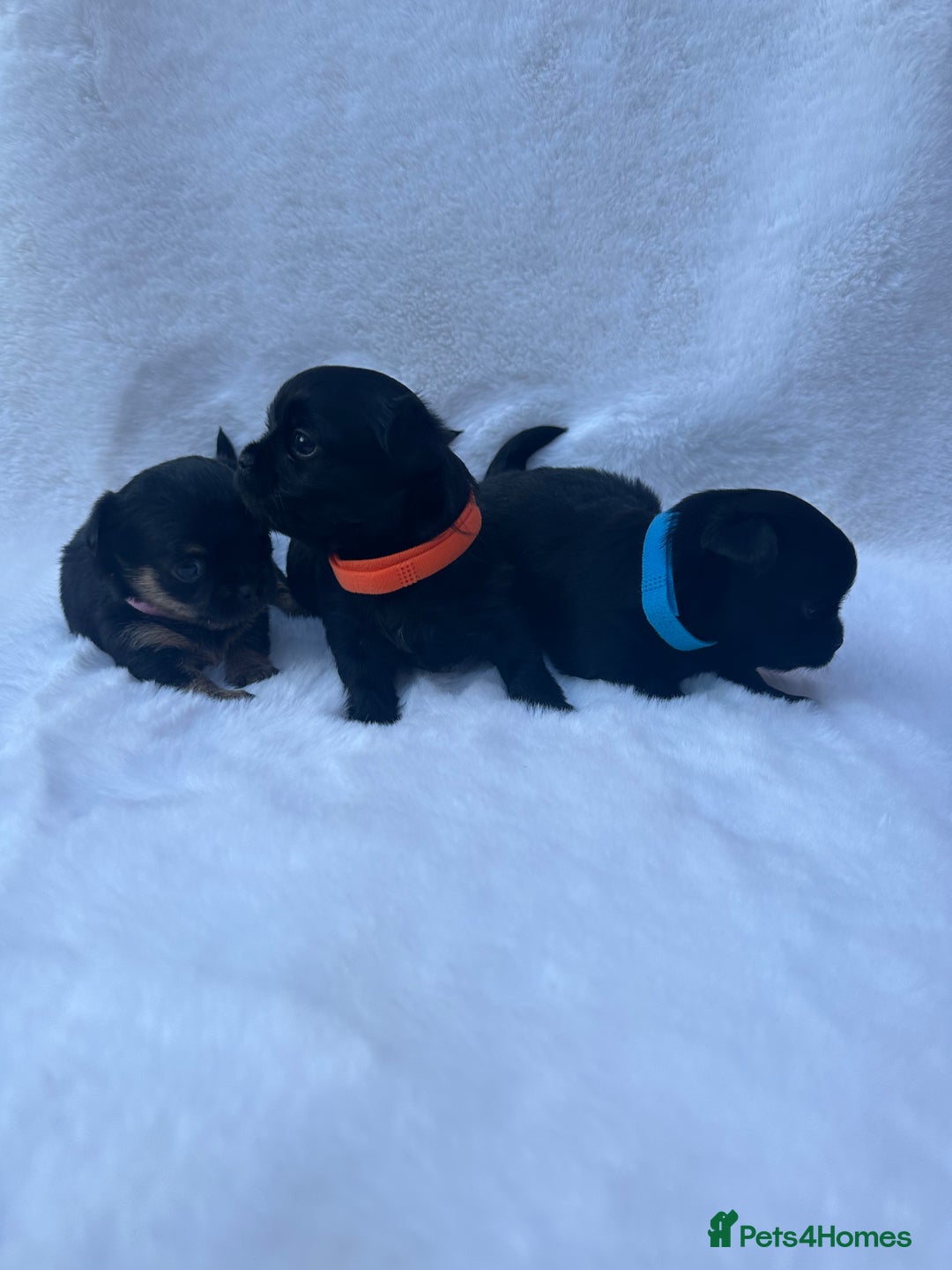 Mixed Breed dogs for sale: Chihuahua × Jack Russell Puppies – KC Reg Dad” - Image 1
