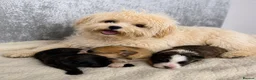 Chihuahua dogs for sale: Maltipoo x chihuahua  - Advert 1