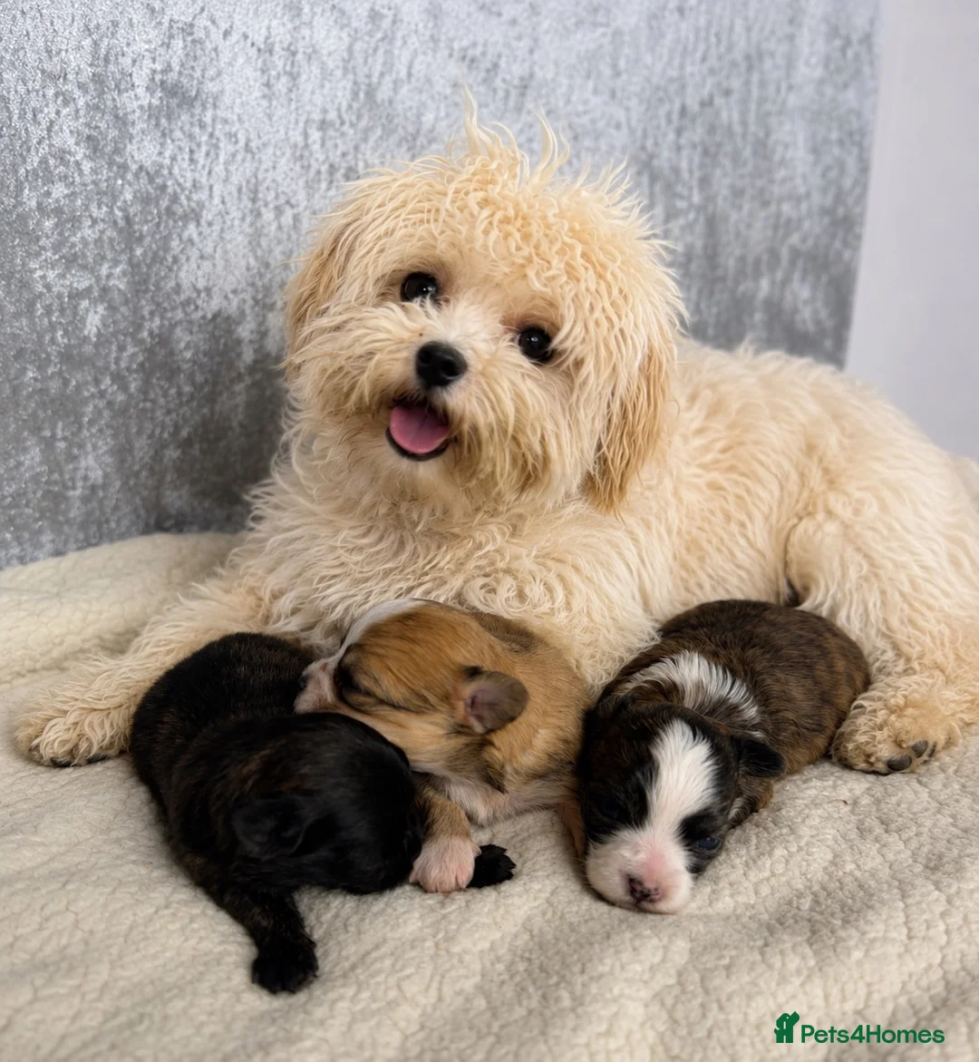 Chihuahua dogs for sale: Maltipoo x chihuahua  - Advert 1