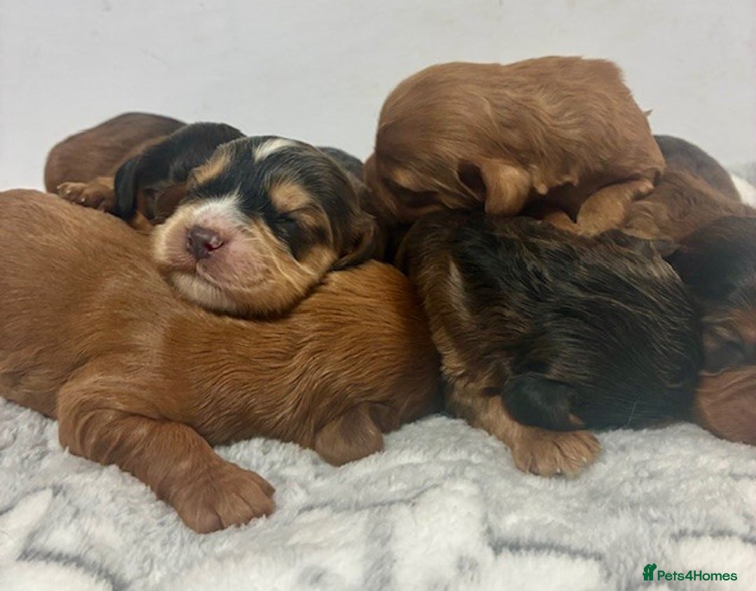 Cavapoo dogs for sale: 🌟 Outstanding Cavapoo puppies 🌟 - Advert 5