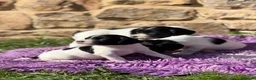 English Springer Spaniel dogs for sale: B/W PLAYFUL LITTER SPRINGER SPANIELS,HEALTH TESTED - Advert 7