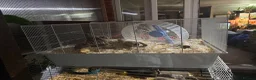 Hamster rodents for sale: Male Syrian Hamster (8 Months) With/Without Cage - Advert 4