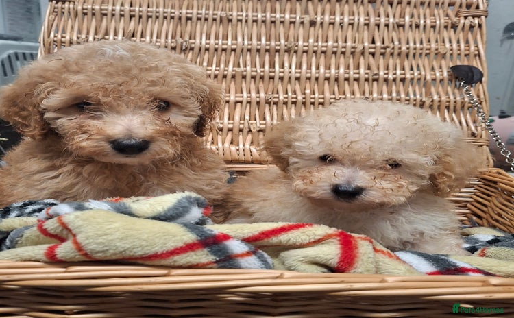 Poodle dogs Minature poodle pups - Advert 1