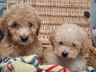 Poodle dogs Minature poodle pups - Advert 13