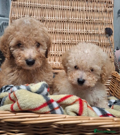 Poodle dogs Minature poodle pups - Advert 1