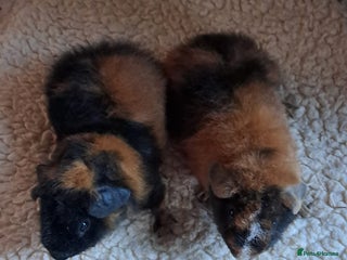 Guinea Pig rodents BEAUTIFUL BABY TEDDY BOYS - Advert 8