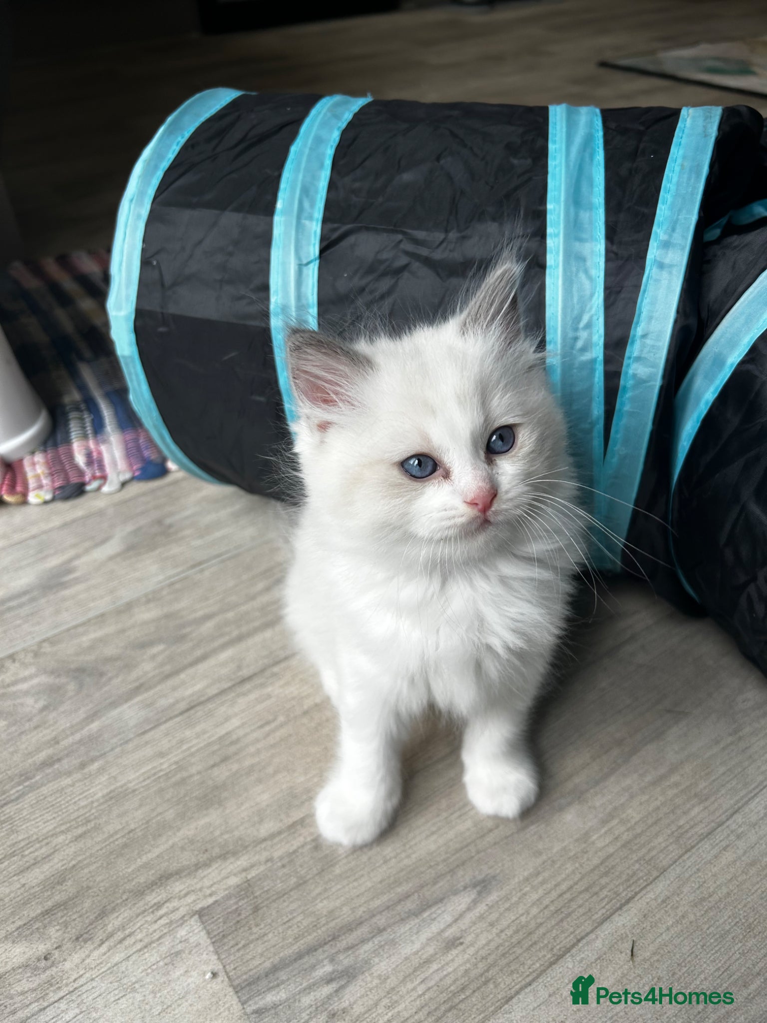 Ragdoll cats 1 handsome Ragdoll kitten left  - Advert 3