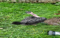 Chickens poultry for sale: Transylvanian Naked Neck Chicks - Image 19