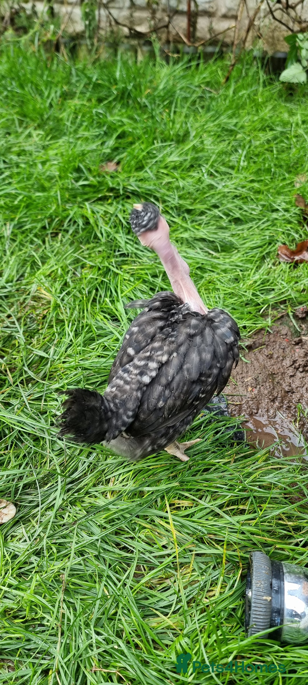 Chickens poultry for sale: Transylvanian Naked Neck Chicks - Image 19