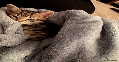 Mixed Breed cats Bella - Advert 8