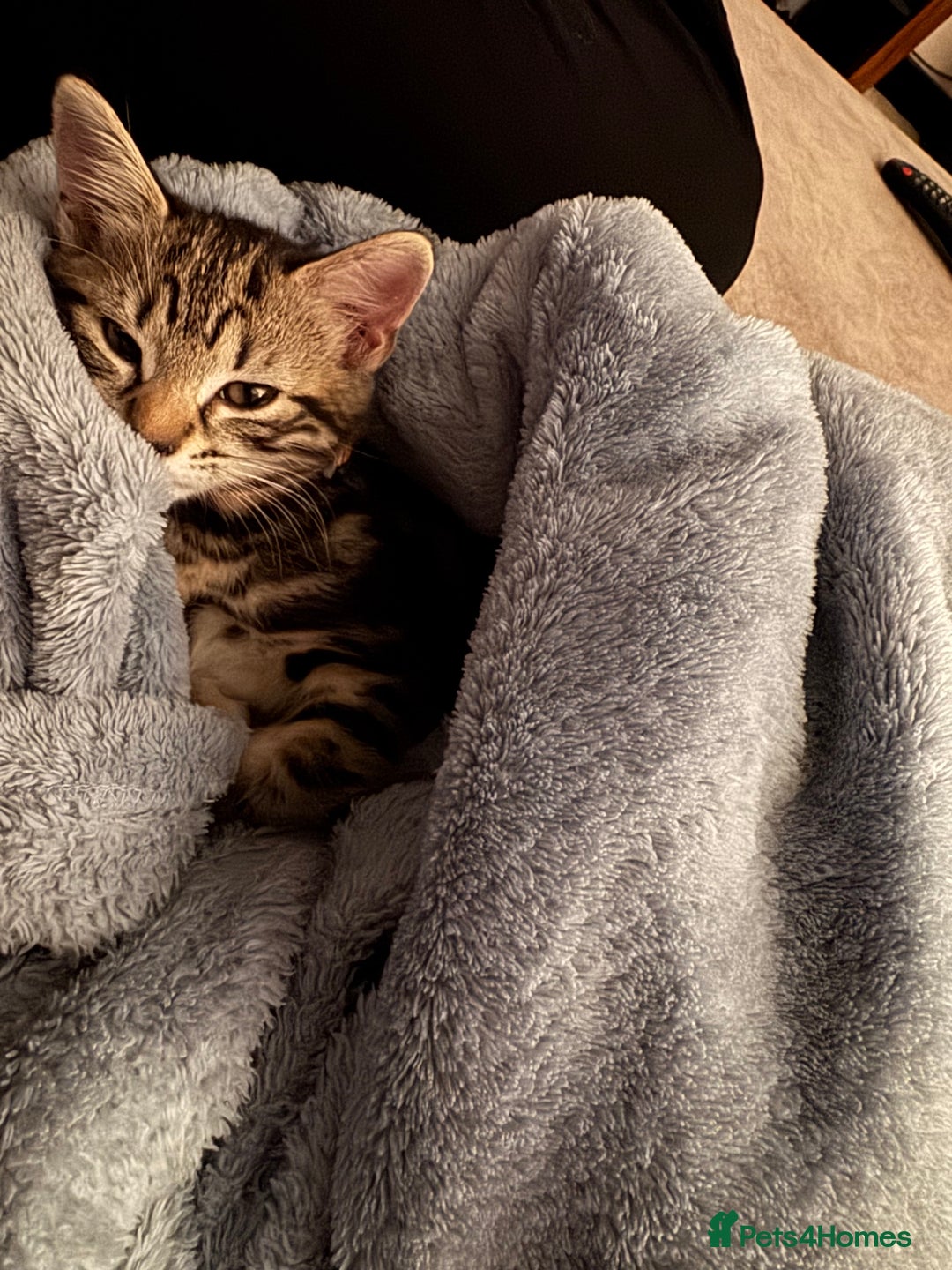 Mixed Breed cats for sale: Bella - Advert 3