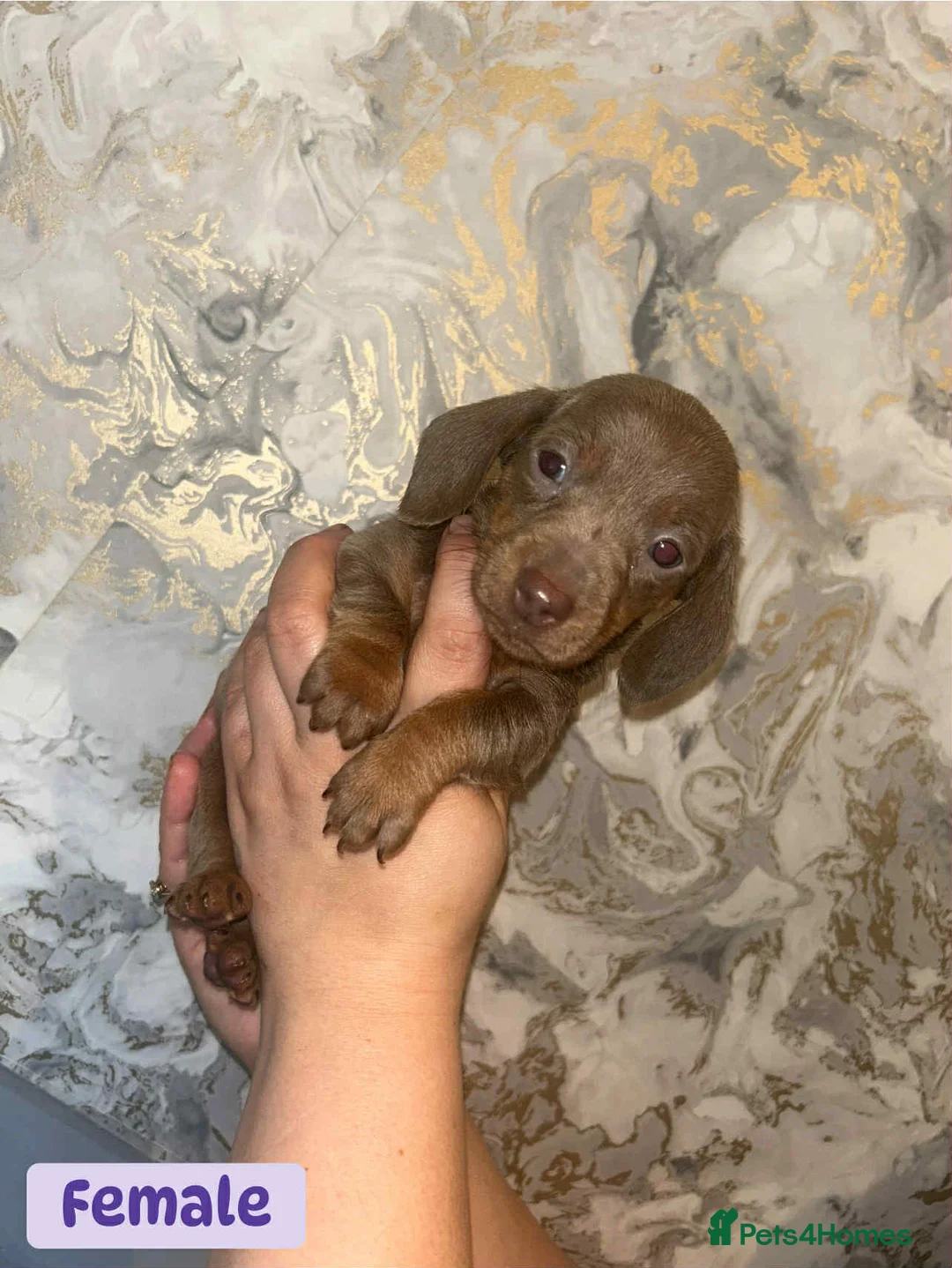 Miniature Dachshund dogs for sale: Minature Dachshund puppys  - Advert 33