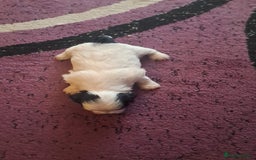 Bichon Frise dogs for sale: 4beautiful Bichon Frise puppies (3boys and 1 girl) - Image 8