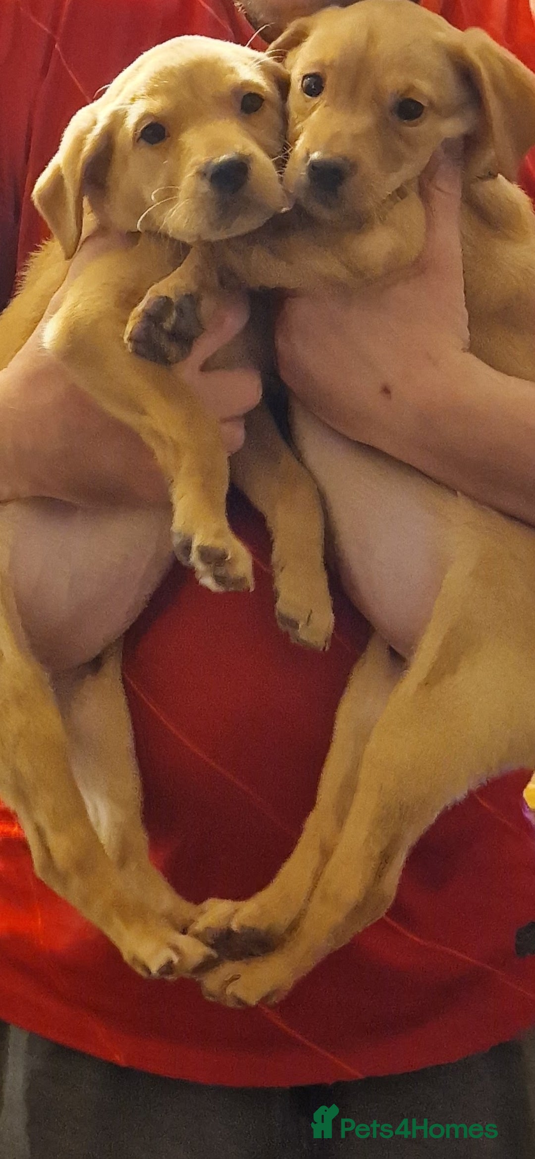 Labrador Retriever dogs for sale: Kc reg labradore puppies - Image 9