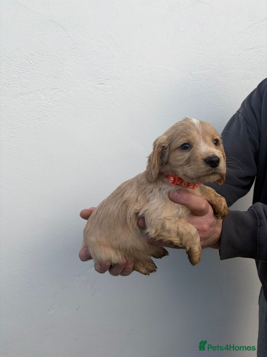 Cocker Spaniel dogs for sale: Cocker spaniels - Advert 9