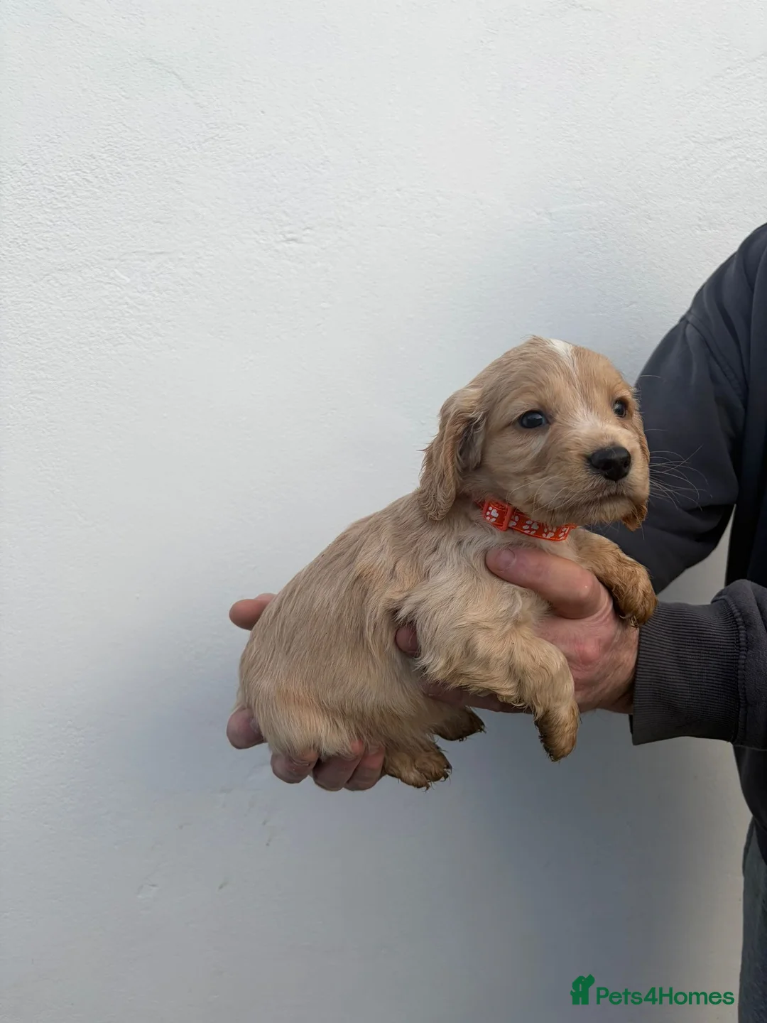 Cocker Spaniel dogs for sale: Cocker spaniels - Advert 16