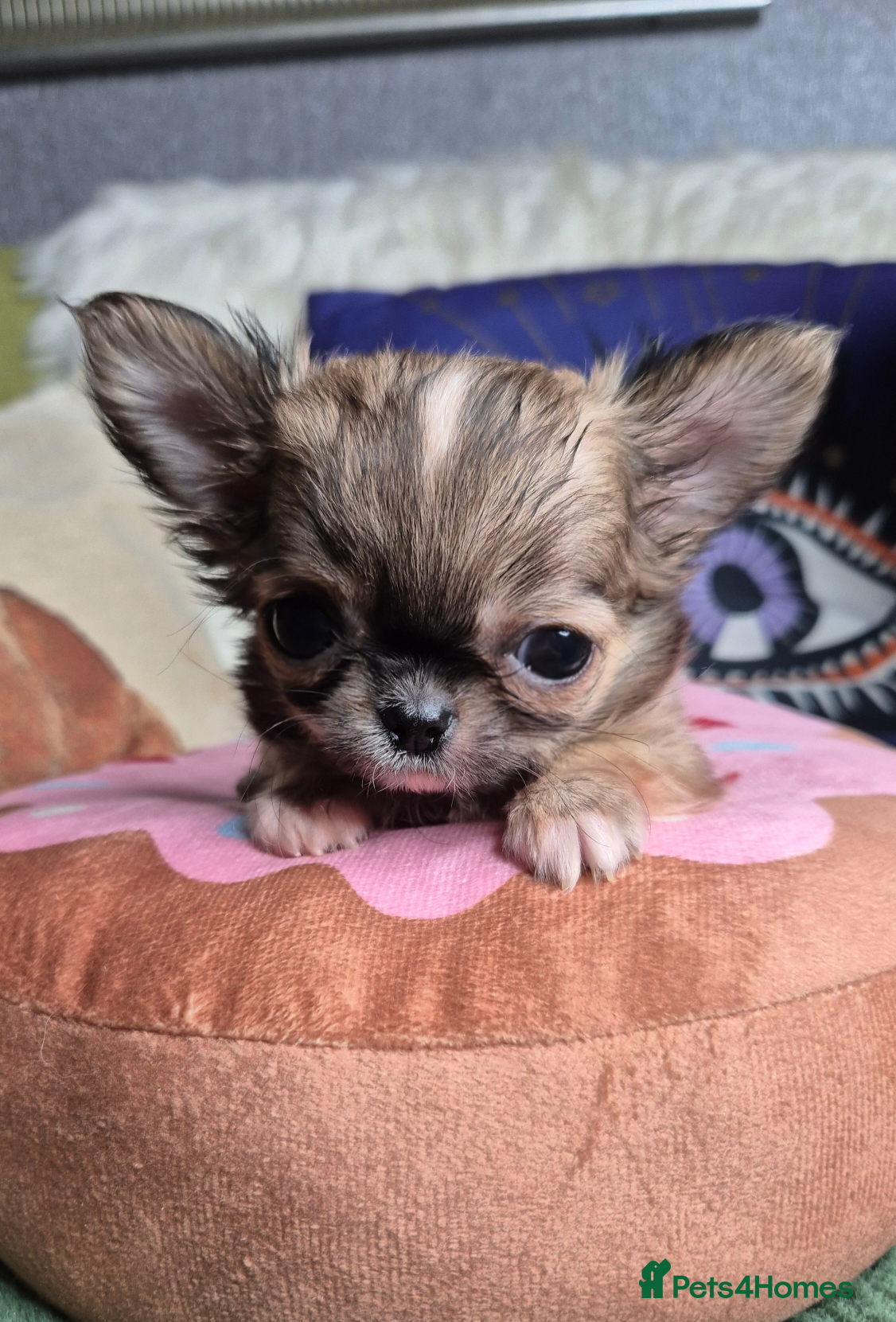 Chihuahua dogs KC registered tiny Chihuahua puppies  - Advert 4