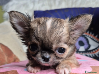 Chihuahua dogs KC registered tiny Chihuahua puppies - Advert 4