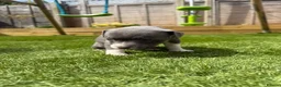 Staffordshire Bull Terrier dogs for sale: Staffordshire bull terriers for sale  - Advert 9