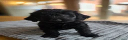 Labradoodle dogs for sale: 4 Beautiful female Labradoodles Ready to go! - Advert 29