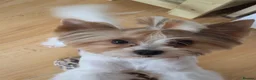 Biewer Terrier dogs for stud: Purebred Biewer Terrier with pedigree for stud   - Advert 1