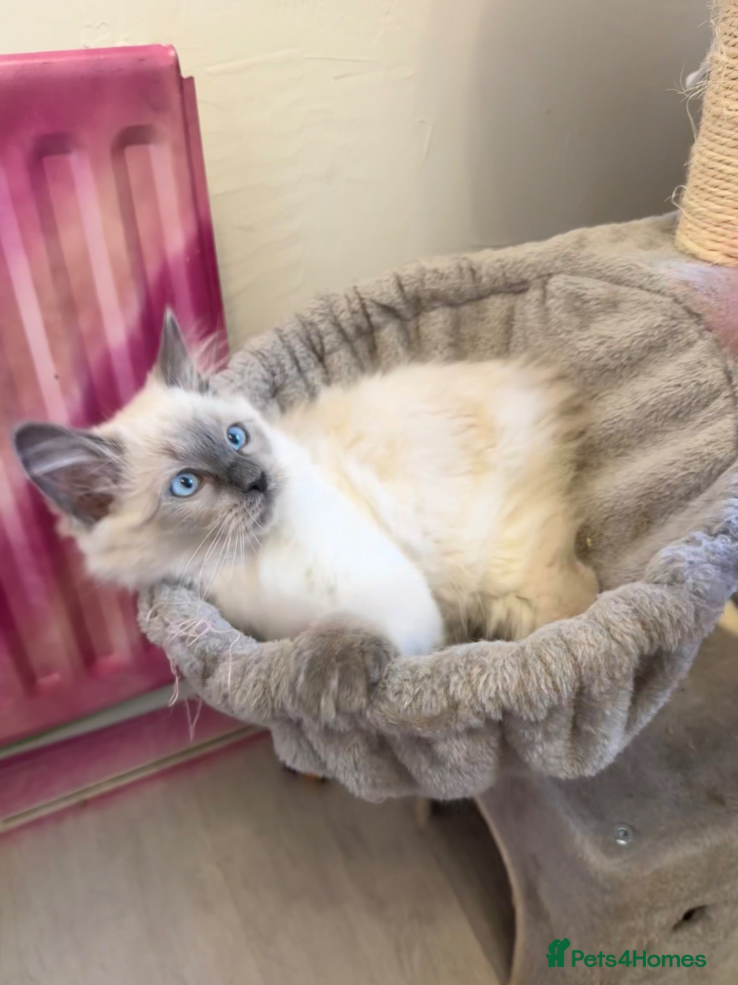 Ragdoll cats for sale: Last little Ragdoll girl available 🐾 - Advert 19