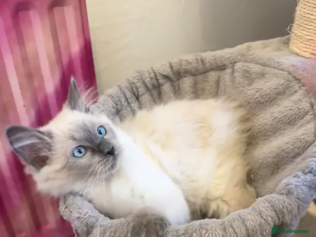 Ragdoll cats for sale: Last little Ragdoll girl available 🐾 - Advert 19