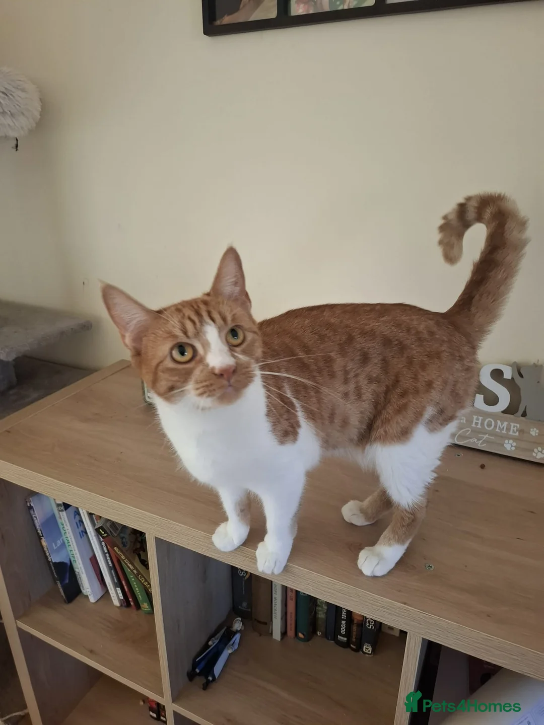 Mixed Breed cats for sale: Ginger and white female - Advert 2