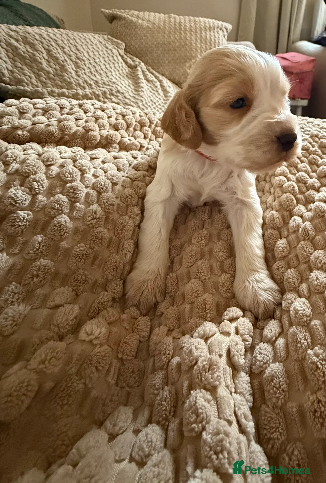 Sprocker dogs for sale: Stunning Sprocker Spaniel Puppies For Sale  - Advert 2