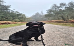 Mixed Breed dogs for sale: Beautiful sheprador puppies  - Advert 4