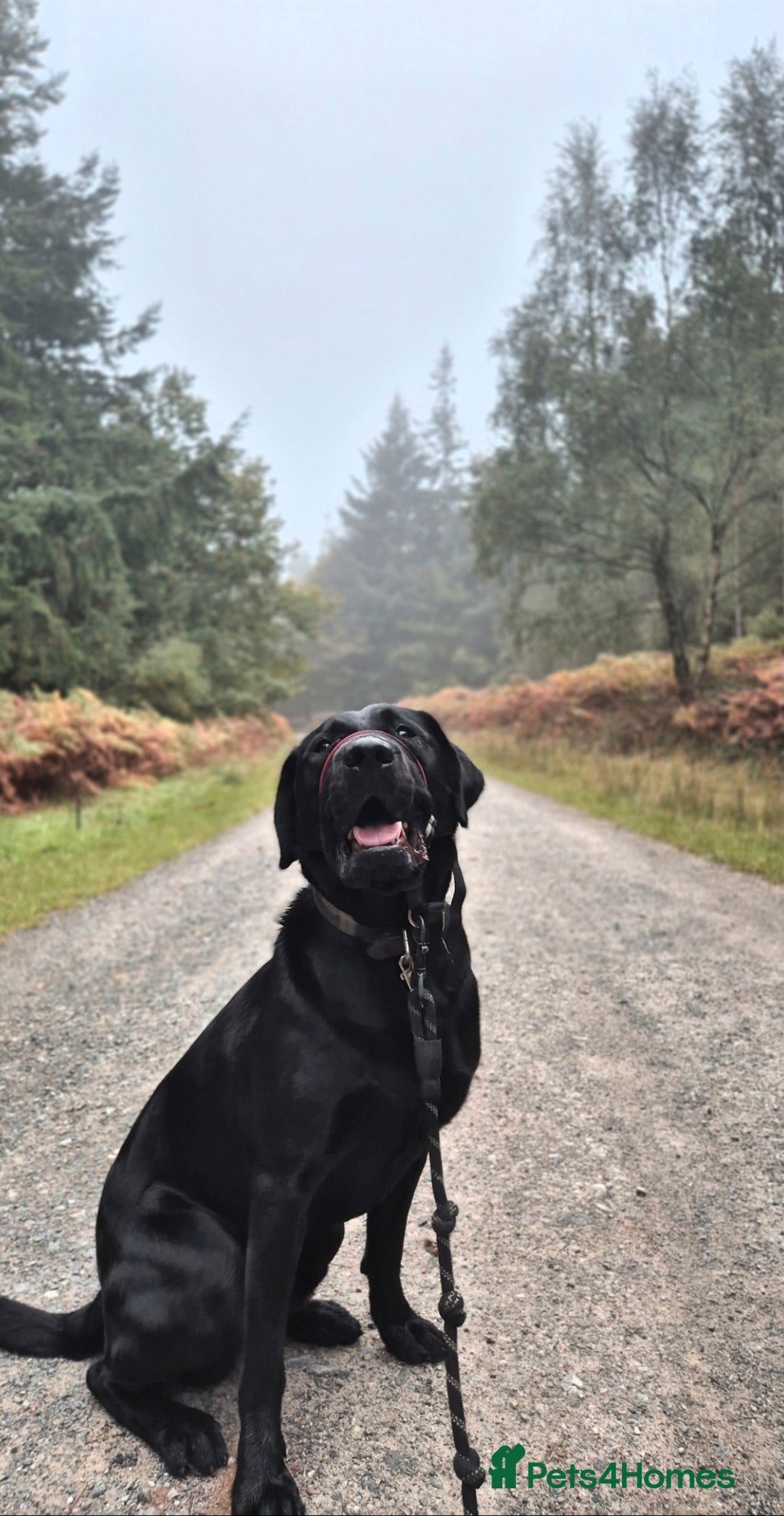 Mixed Breed dogs for sale: Beautiful sheprador puppies  - Advert 4