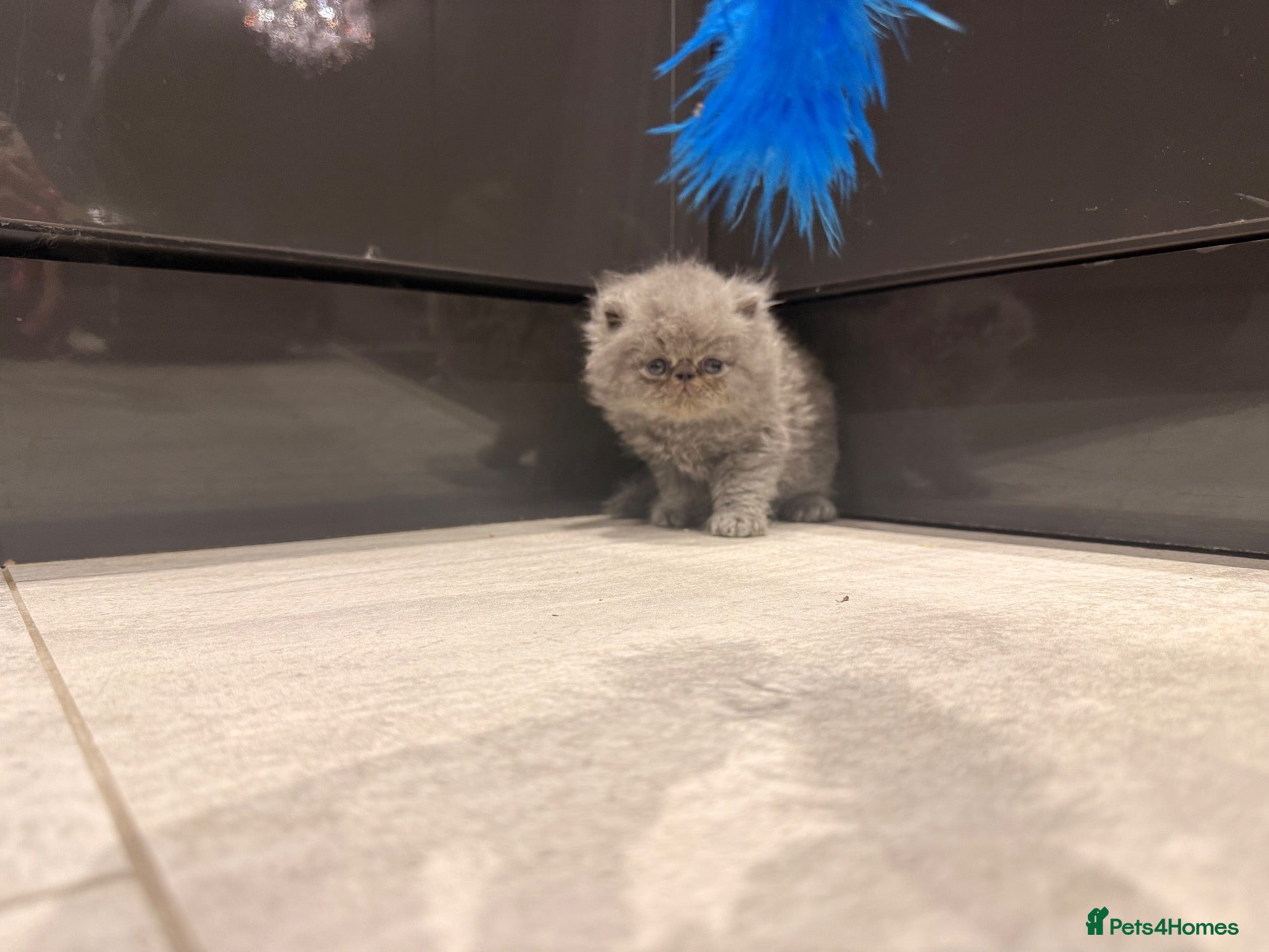Persian cats GCCF Registered Blue Persian Kittens  - Advert 2