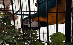 Macaws birds for sale: Bubbly, chatty and hilarious blue and gold macaw - Image 9