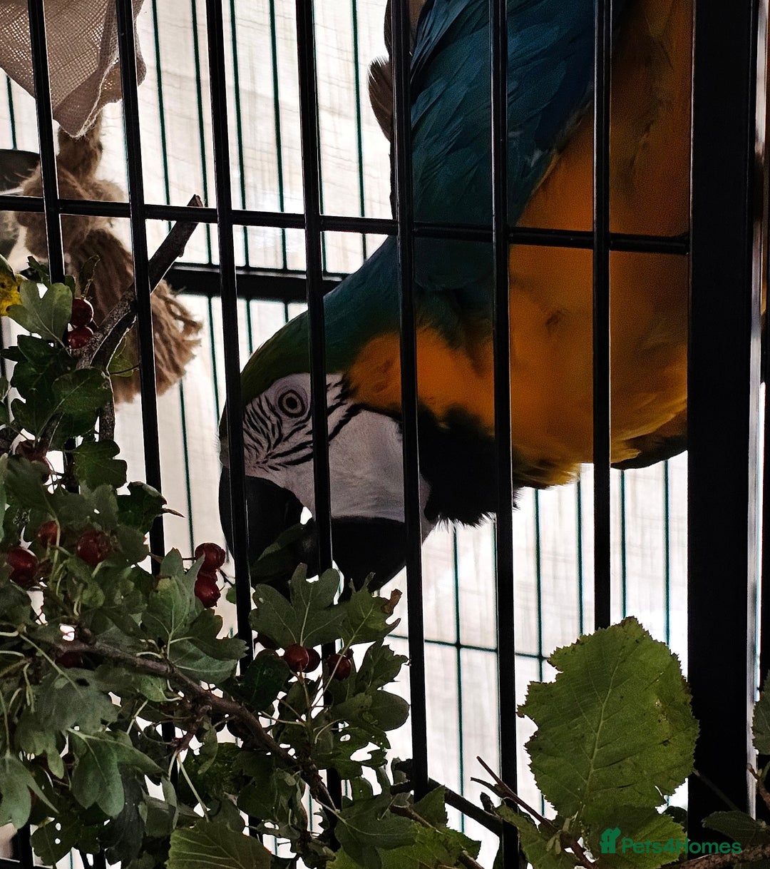 Macaws birds for sale: Bubbly, chatty and hilarious blue and gold macaw - Image 9