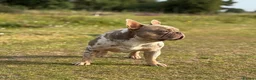 French Bulldog dogs for stud: NEW SHADE CHOCOLATE MERLE STUD AVAILABLE FOR STUD  - Advert 2