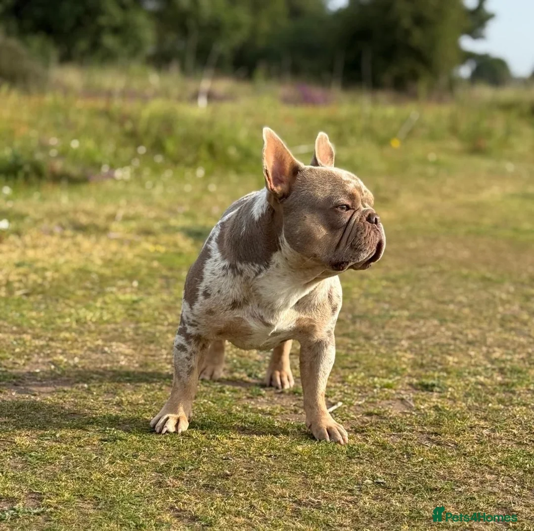 French Bulldog dogs for stud: NEW SHADE CHOCOLATE MERLE STUD AVAILABLE FOR STUD  - Advert 2