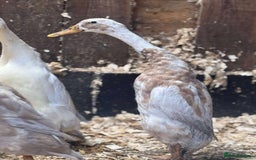 Ducks poultry for sale: Trio of runner ducks - Image 3