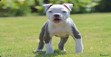 Old Tyme Bulldog dogs - Advert 7