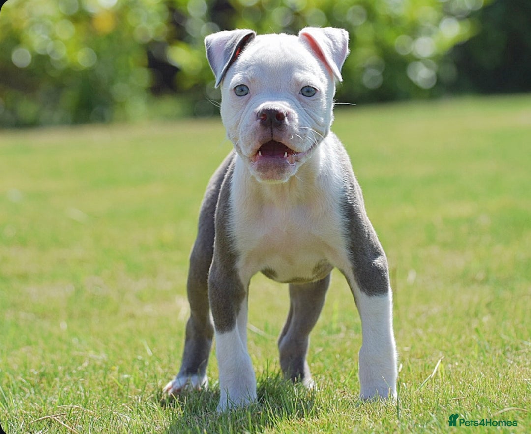 Old Tyme Bulldog dogs for sale: 5⭐️RATED, LICENSED. 23 YEARS EXPERIENCE  - Image 2