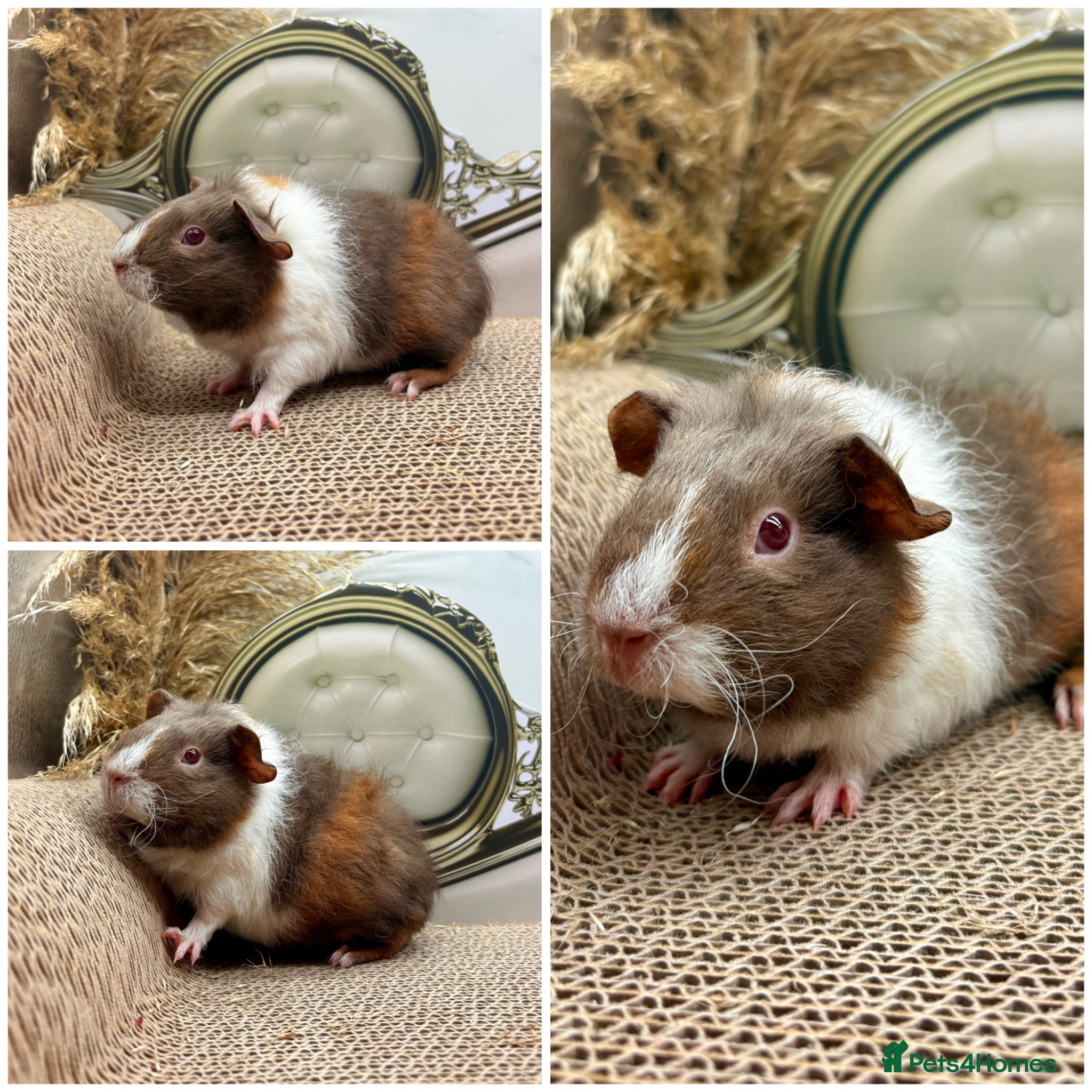 Guinea Pig rodents Gorgeous Female Guinea pigs for sale  - Advert 1