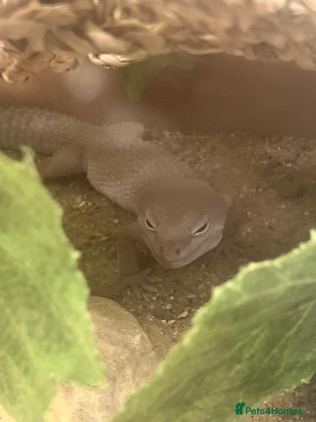 Gecko reptiles for sale: 3 x gecko and set up - Advert 3