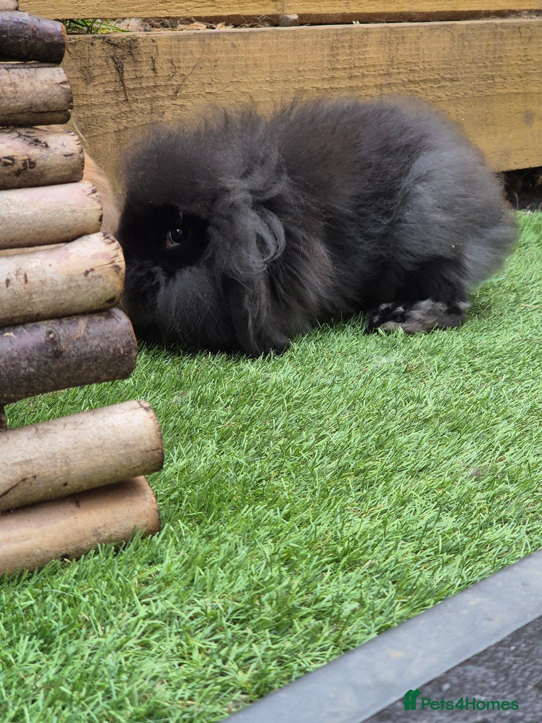 Mini Lion Lop rabbits for sale: 2 male baby lion lops  - Image 7