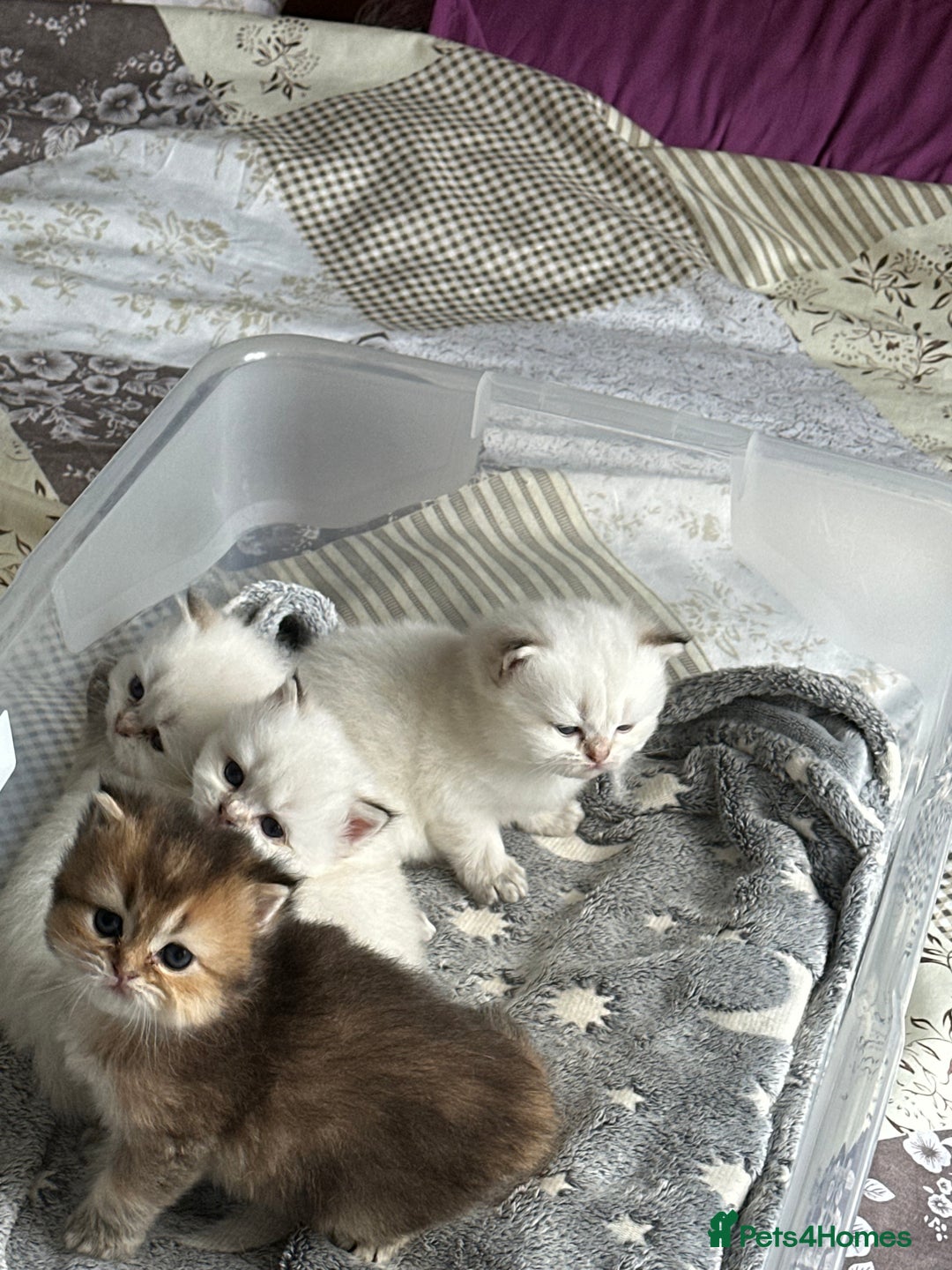 British Longhair cats for sale: Stunning British Longhair Kittens Ready to collect - Image 6