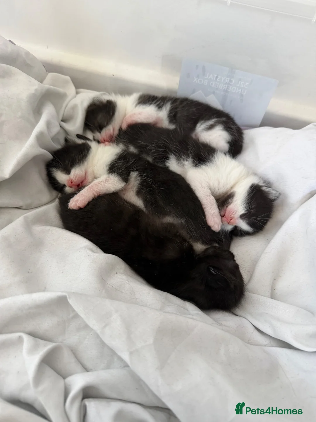 Mixed Breed cats for sale: tuxedo kittens for sale  in Ipswich - Advert 8