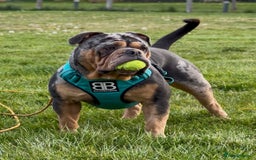 Olde English Bulldogge dogs for stud: Bullplanet's King Titan DNA/BVA Eye/BVA Hip/Elbow in Northallerton - Advert 3